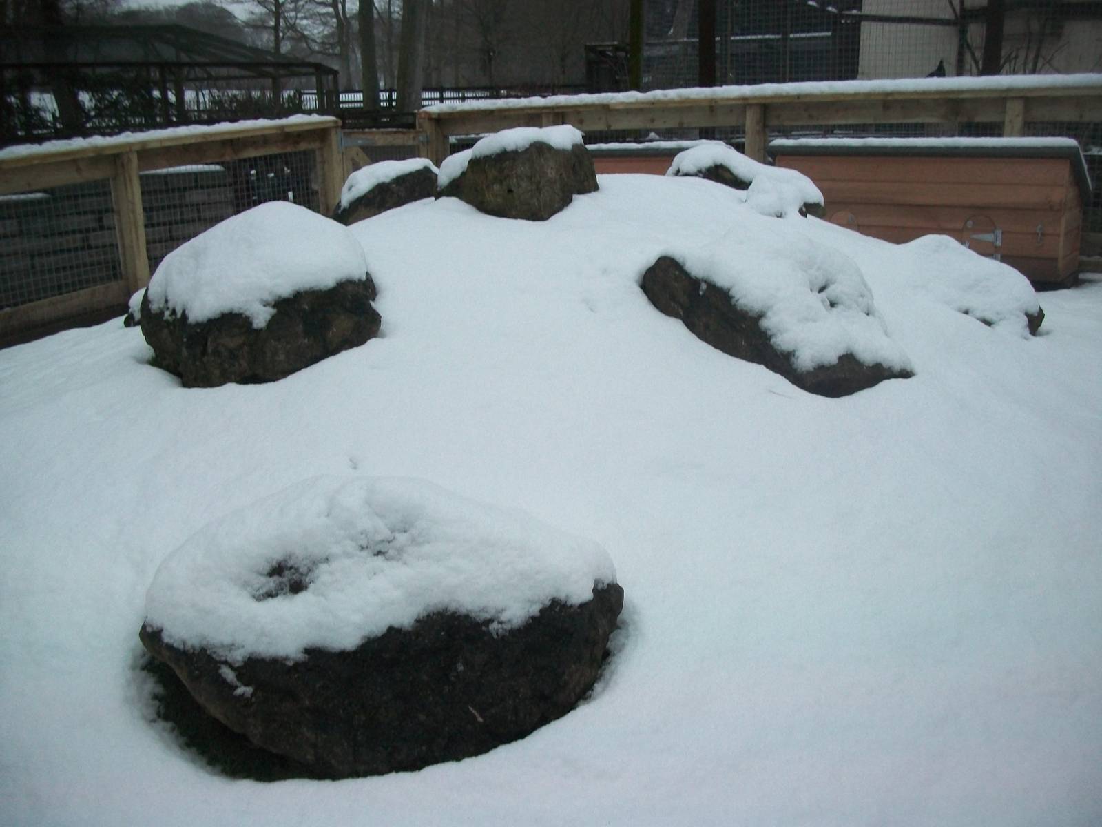 Sewerby Zoo, Cavy Country 18th January 2013