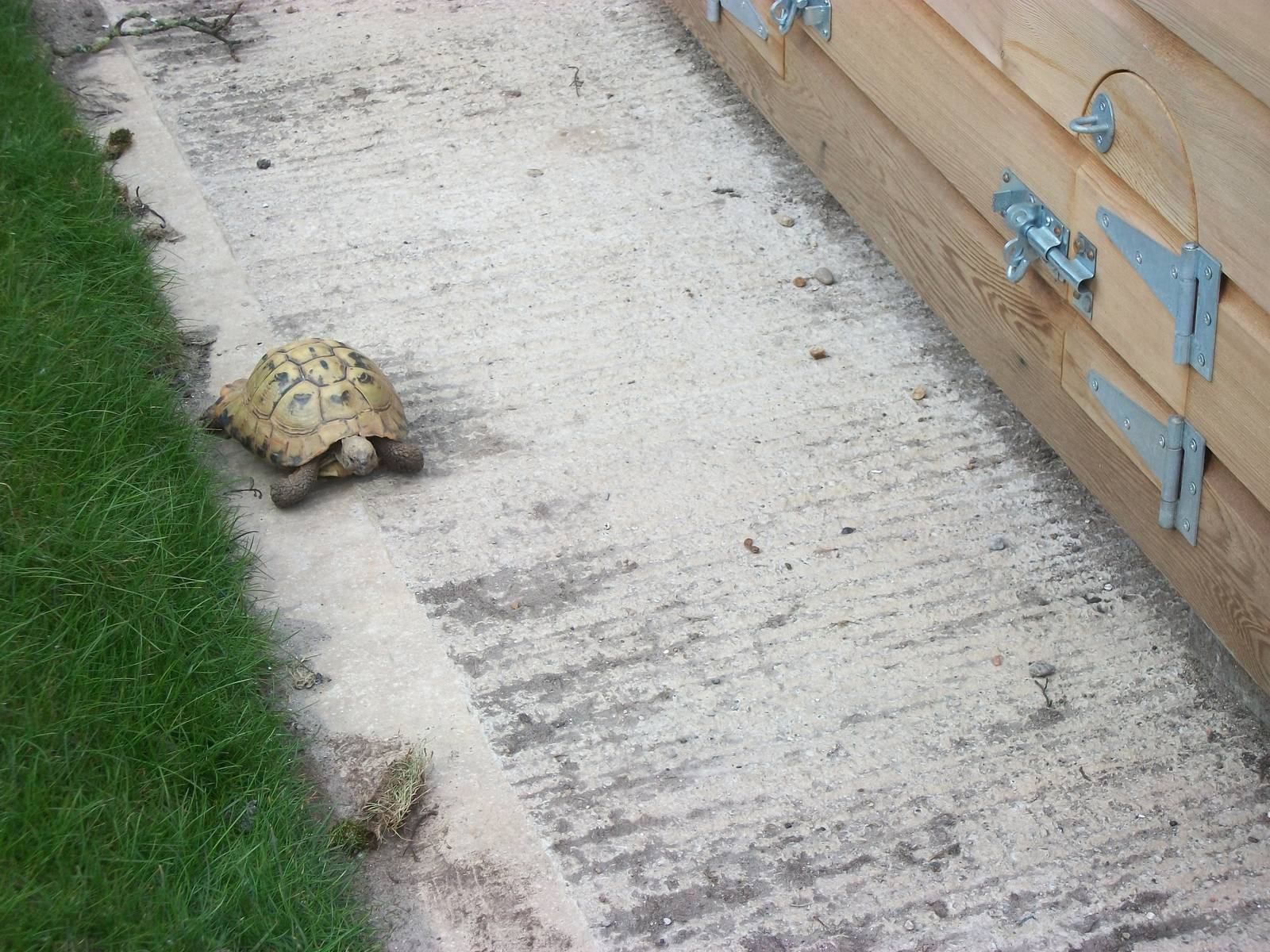 Sewerby Zoo, Cavy Country occupied at last! 7th April 2013