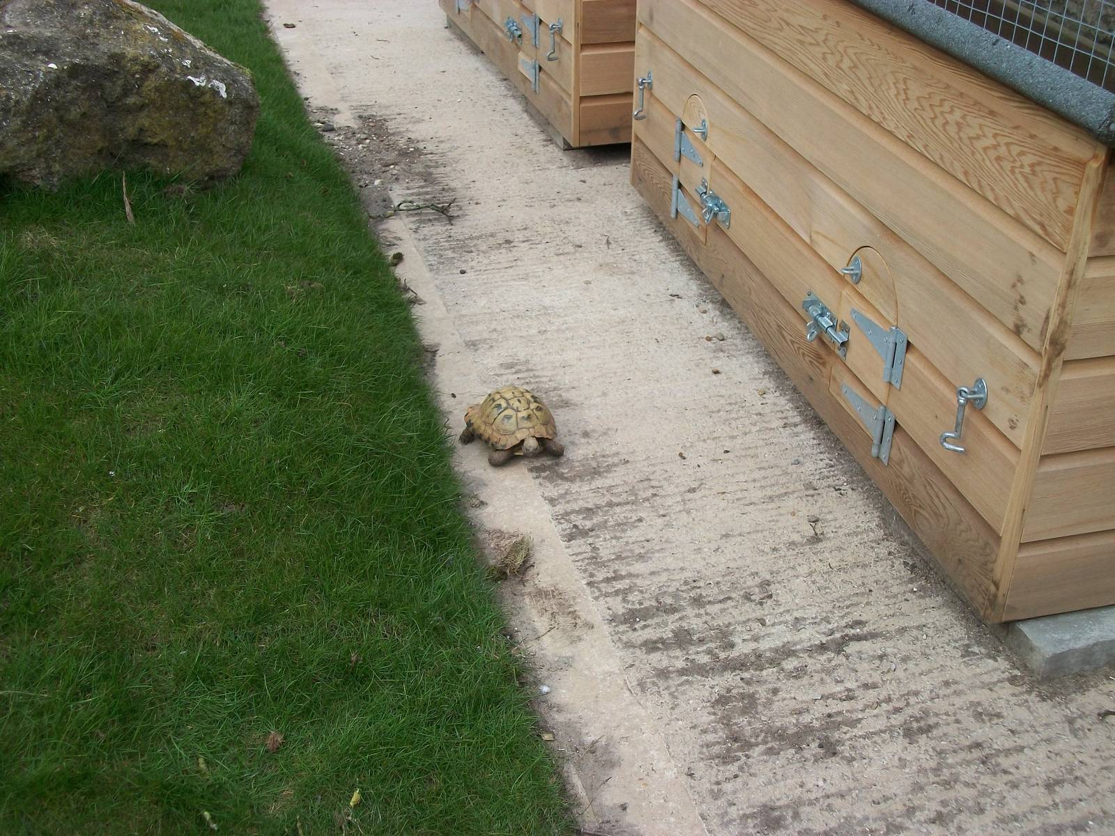 Sewerby Zoo, Cavy Country occupied at last! 7th April 2013
