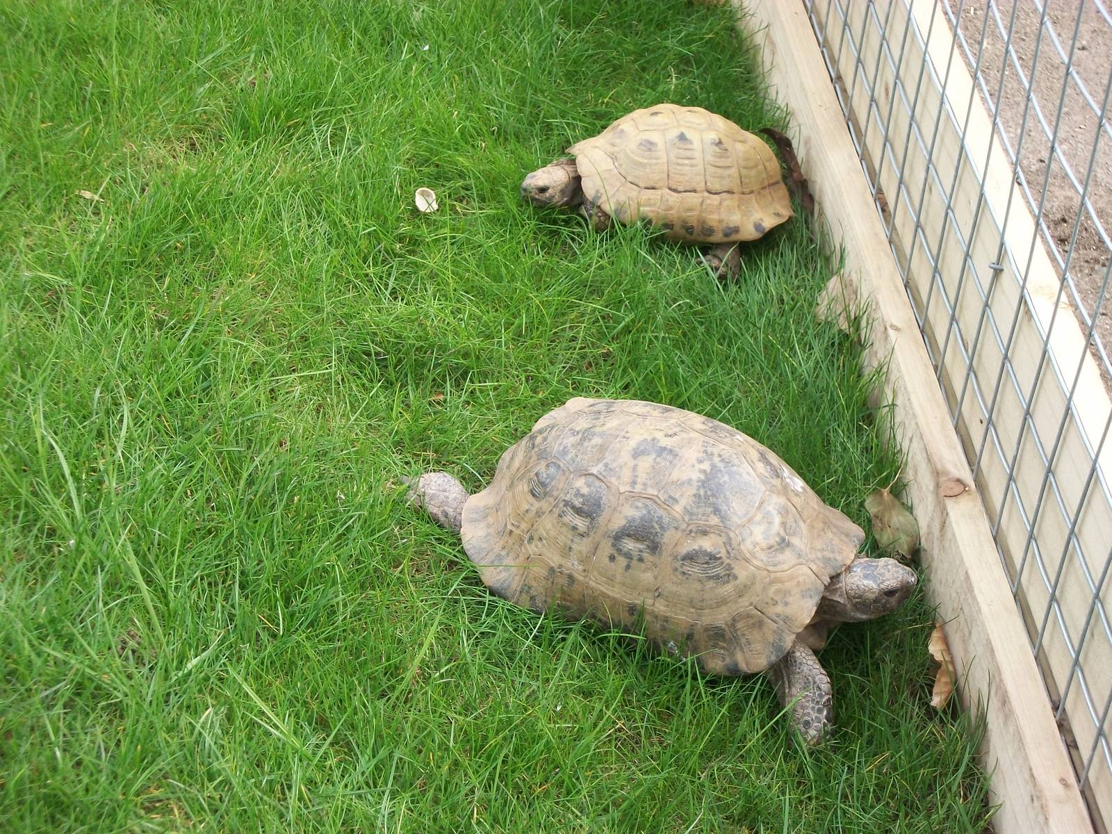 Sewerby Zoo, Cavy Country occupied at last! 7th April 2013