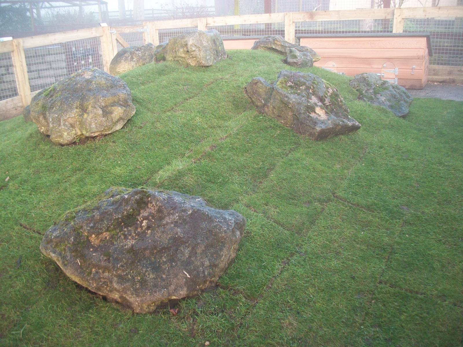 Sewerby Zoo, Cavy Country - the turf has been laid! 16th December 2012