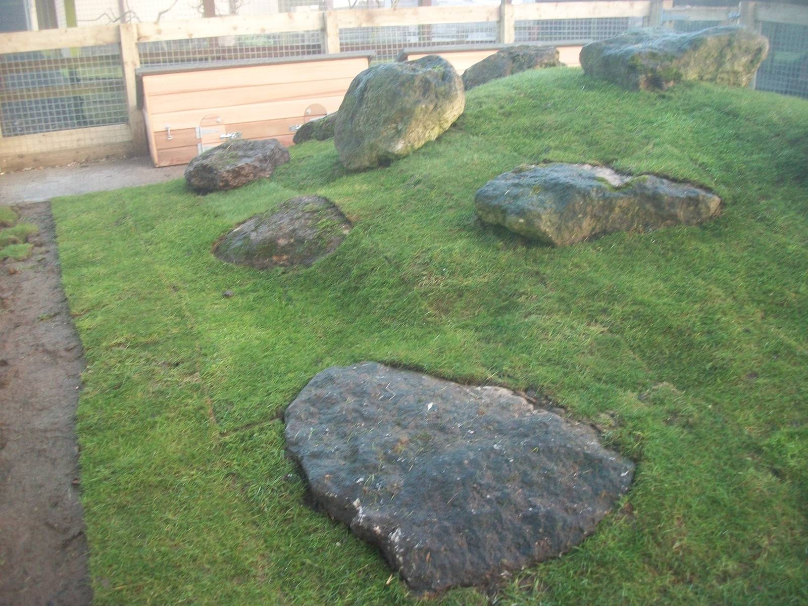 Sewerby Zoo, Cavy Country - the turf has been laid! 16th December 2012