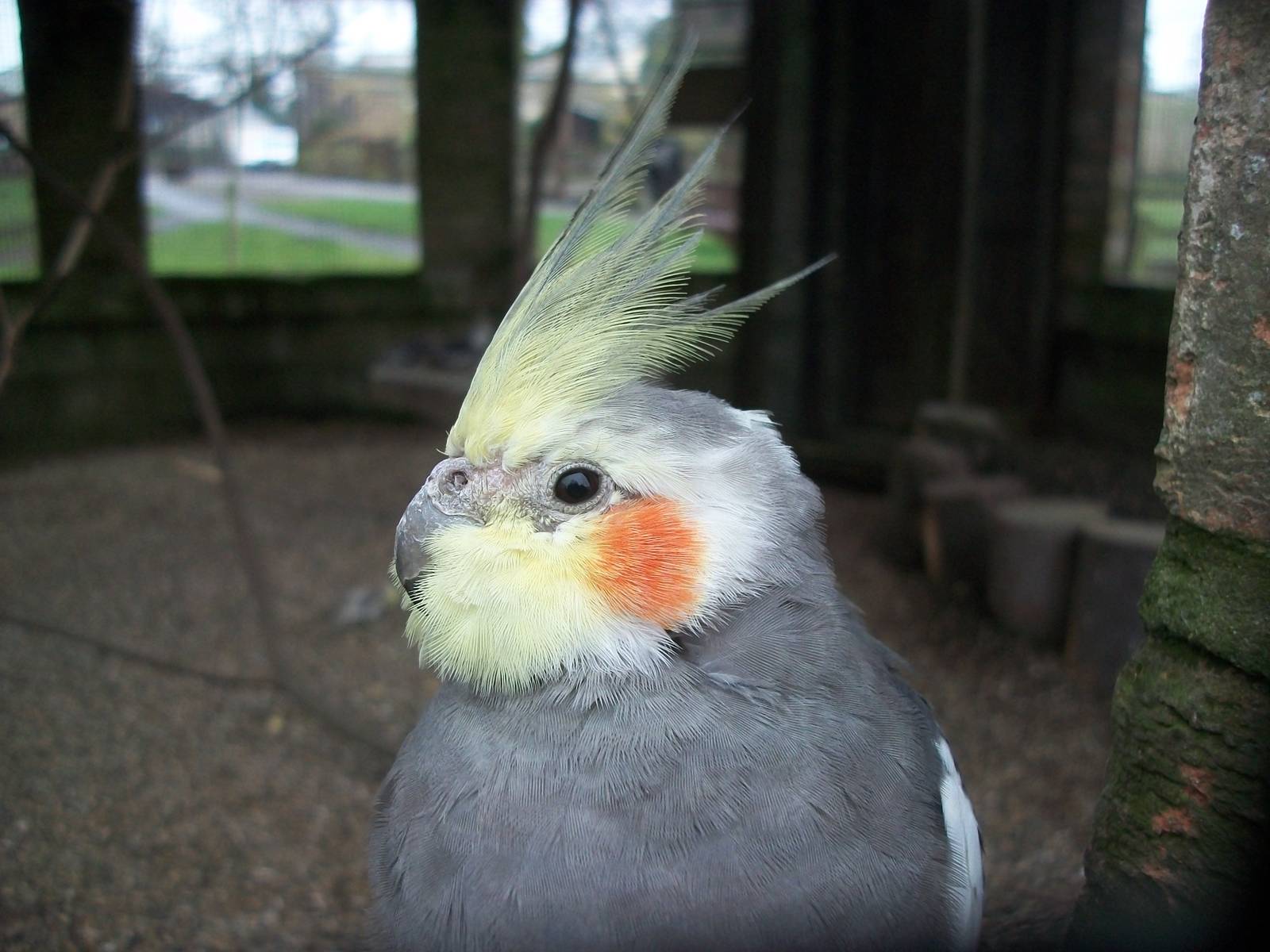 Sewerby Zoo, Cockatiel 8th March 2013