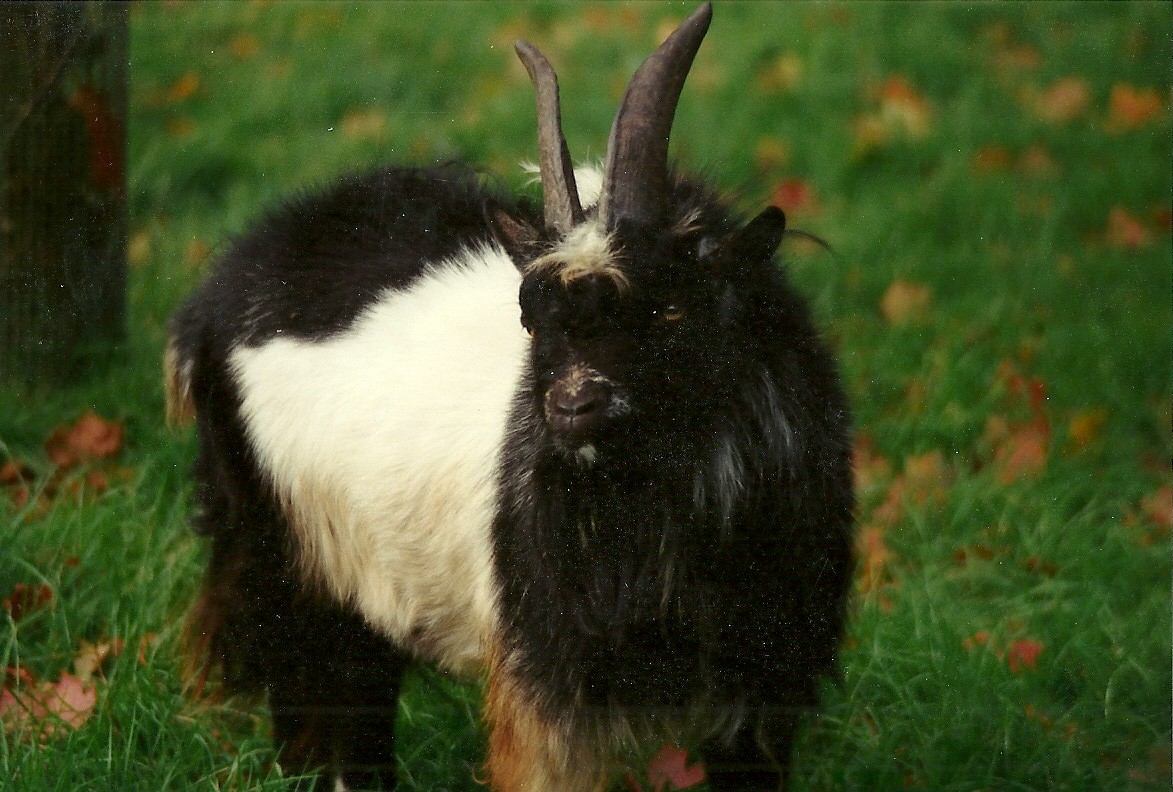 Sewerby Zoo, Cyrus a (smelly) zoo icon of the 1990s