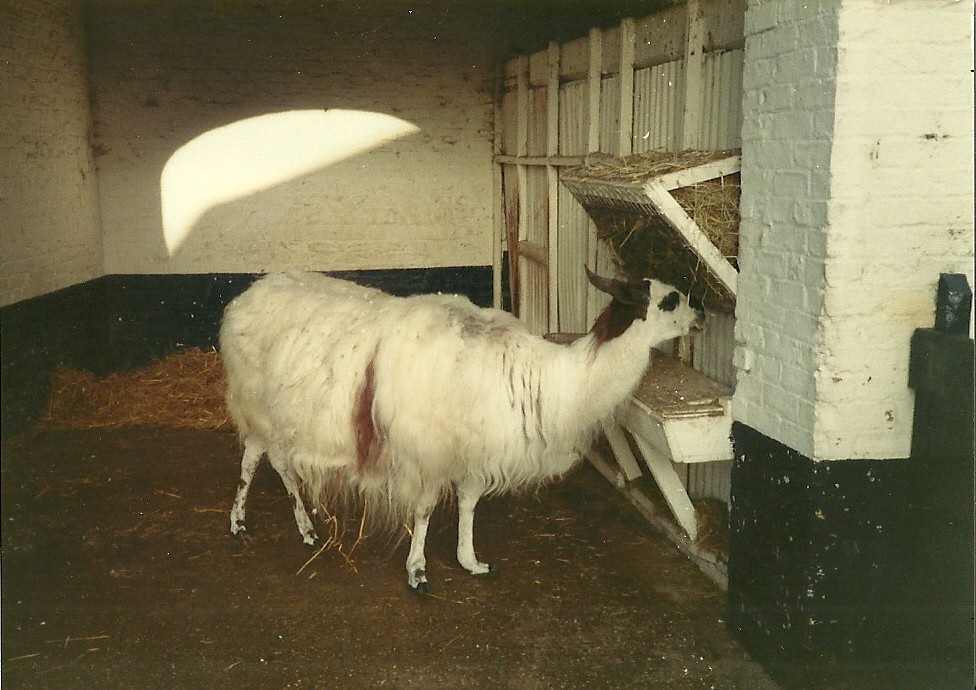Sewerby Zoo early 1980s, Cilla the Llama