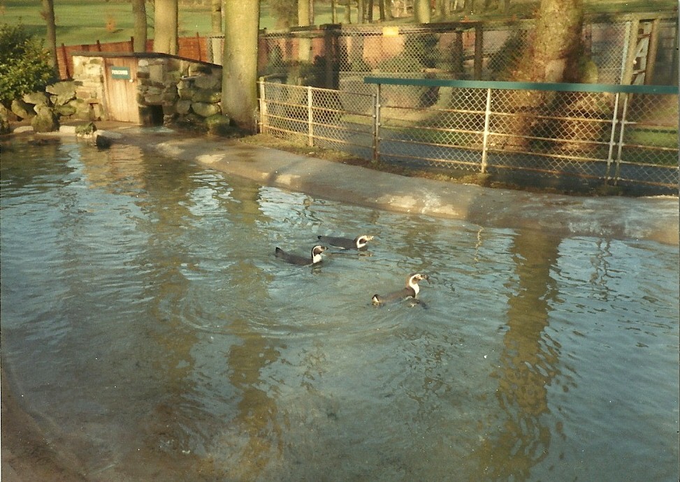 Sewerby Zoo early 1980s, Penguin Pool