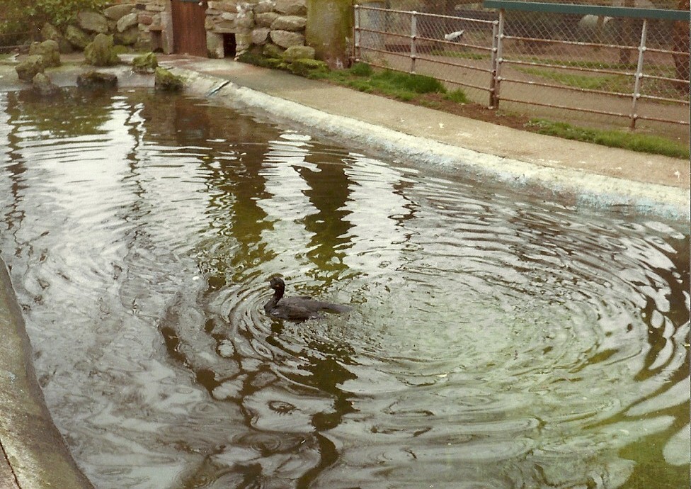 Sewerby Zoo early 1980s, Shag in Penguin Pool