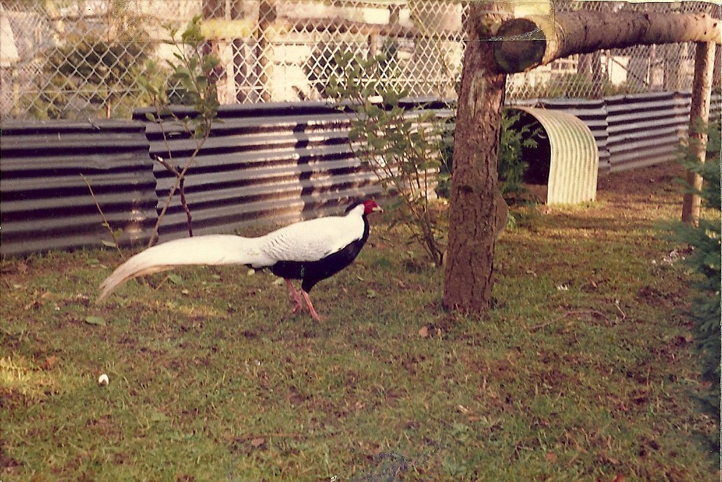 Sewerby Zoo early 1980s, Silver Pheasant