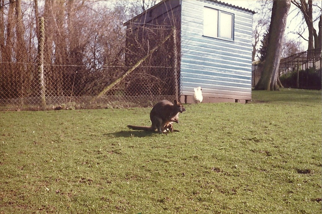 Sewerby Zoo early 1980s