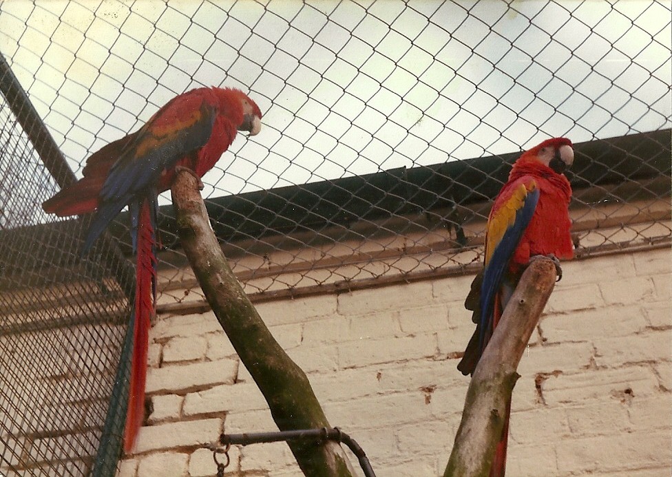 Sewerby Zoo early 1980s