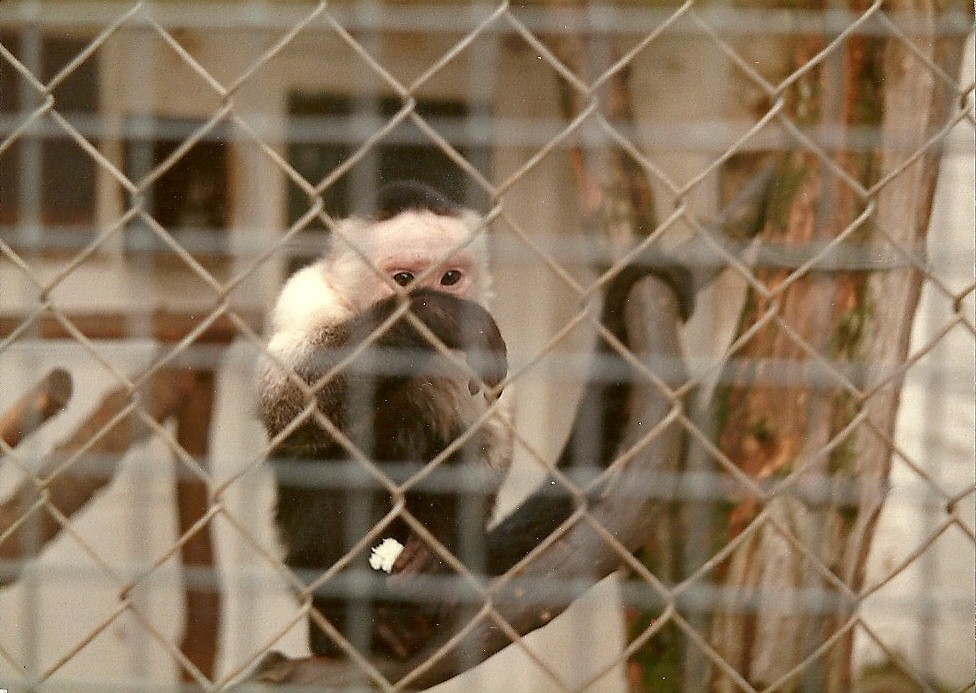 Sewerby Zoo early 1980s