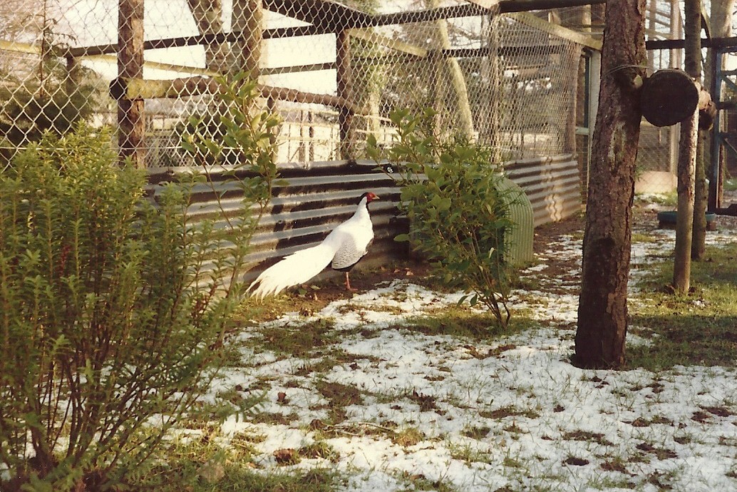 Sewerby Zoo early 1980s