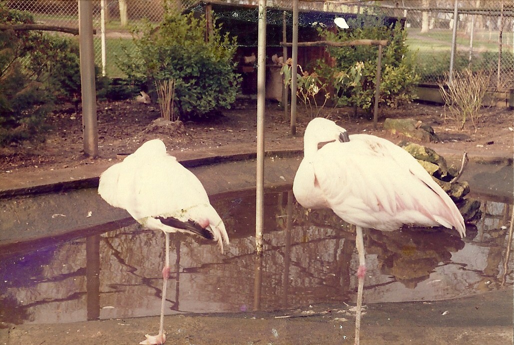 Sewerby Zoo early 1980s
