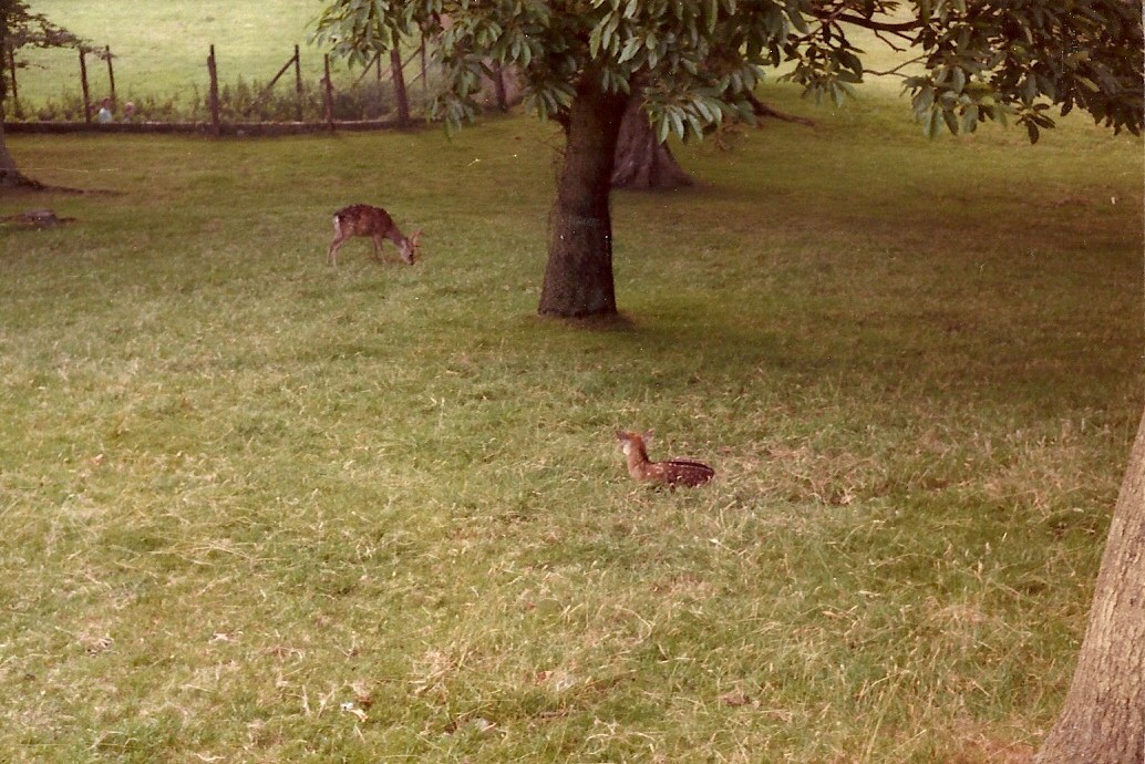 Sewerby Zoo early 1980s
