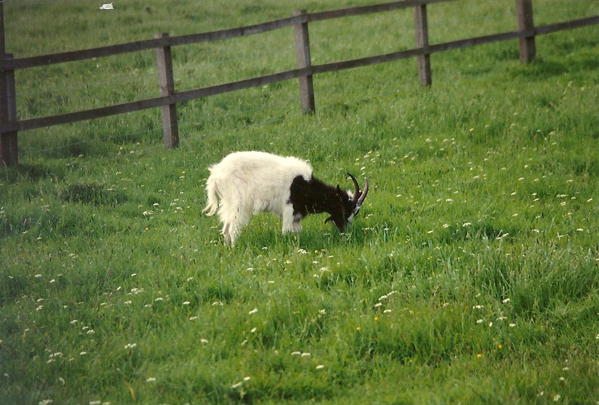 Sewerby Zoo early 1990s