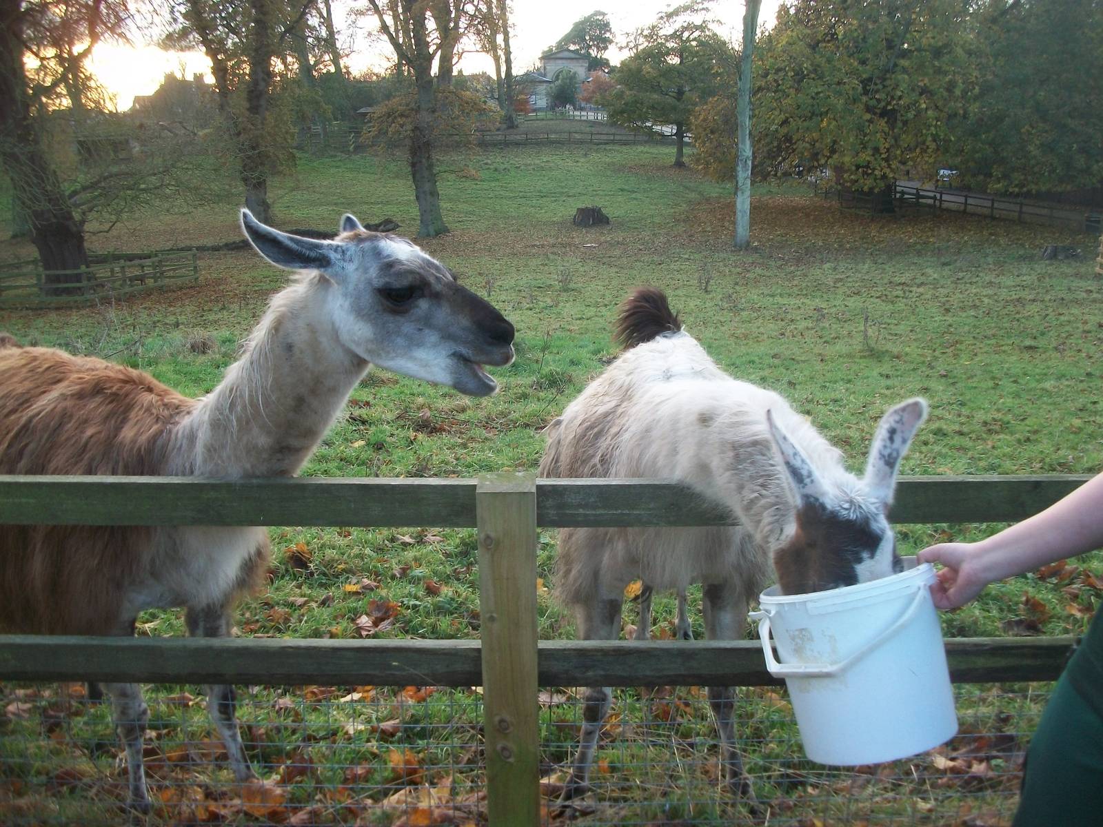 Sewerby Zoo, feeding the Llamas 17th November 2012