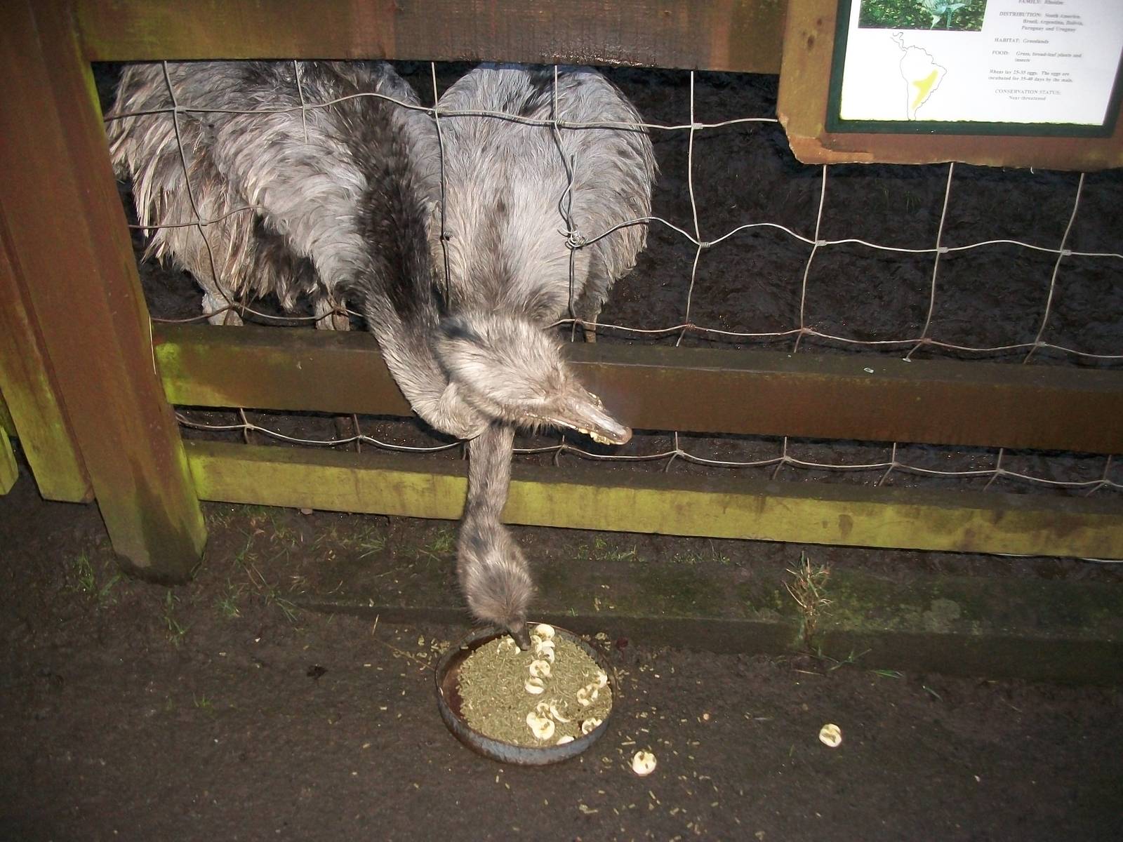 Sewerby Zoo, feeding the Rheas 13th January 2013