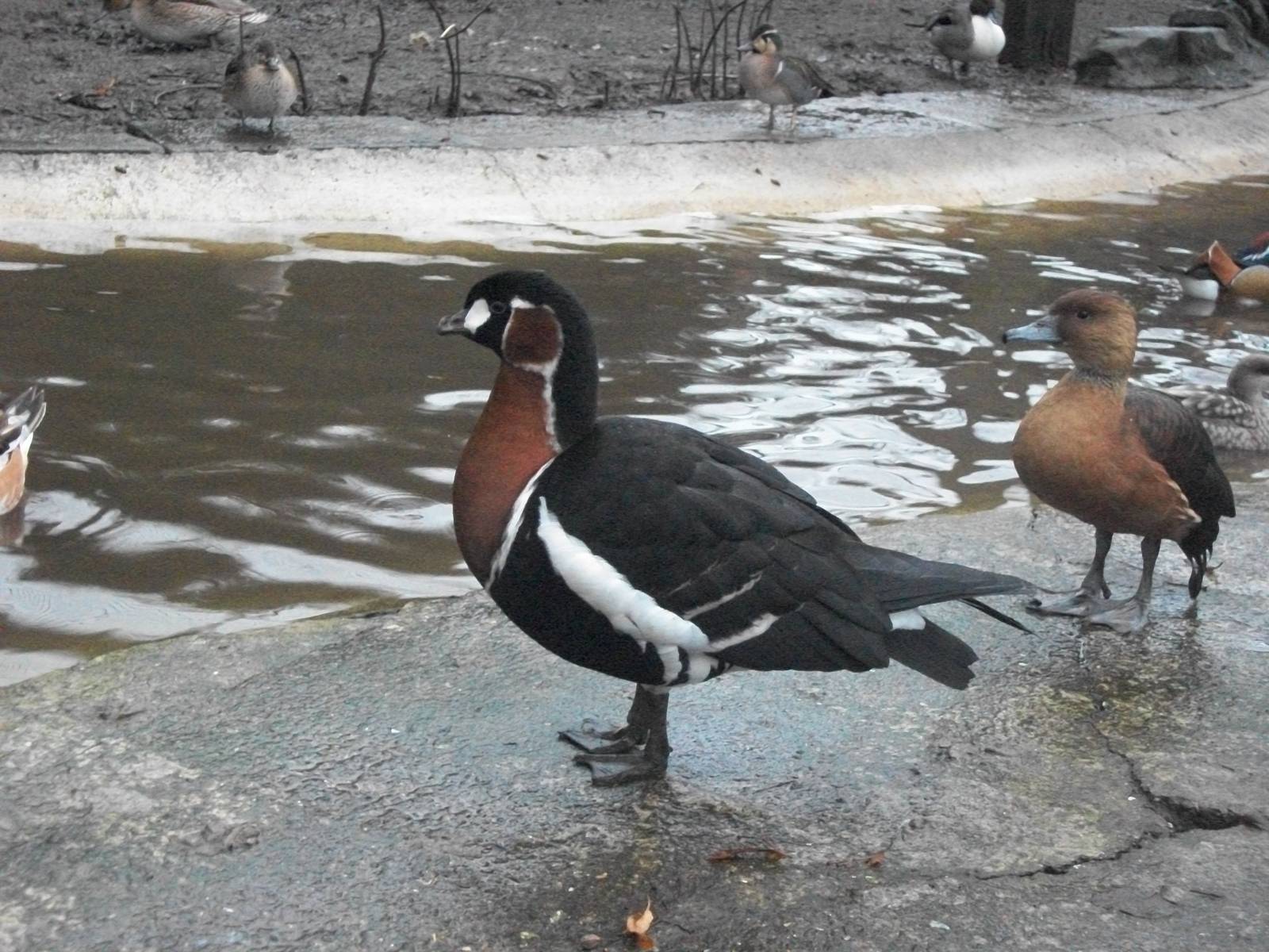 Sewerby Zoo, final photos of the year 31st December 2012