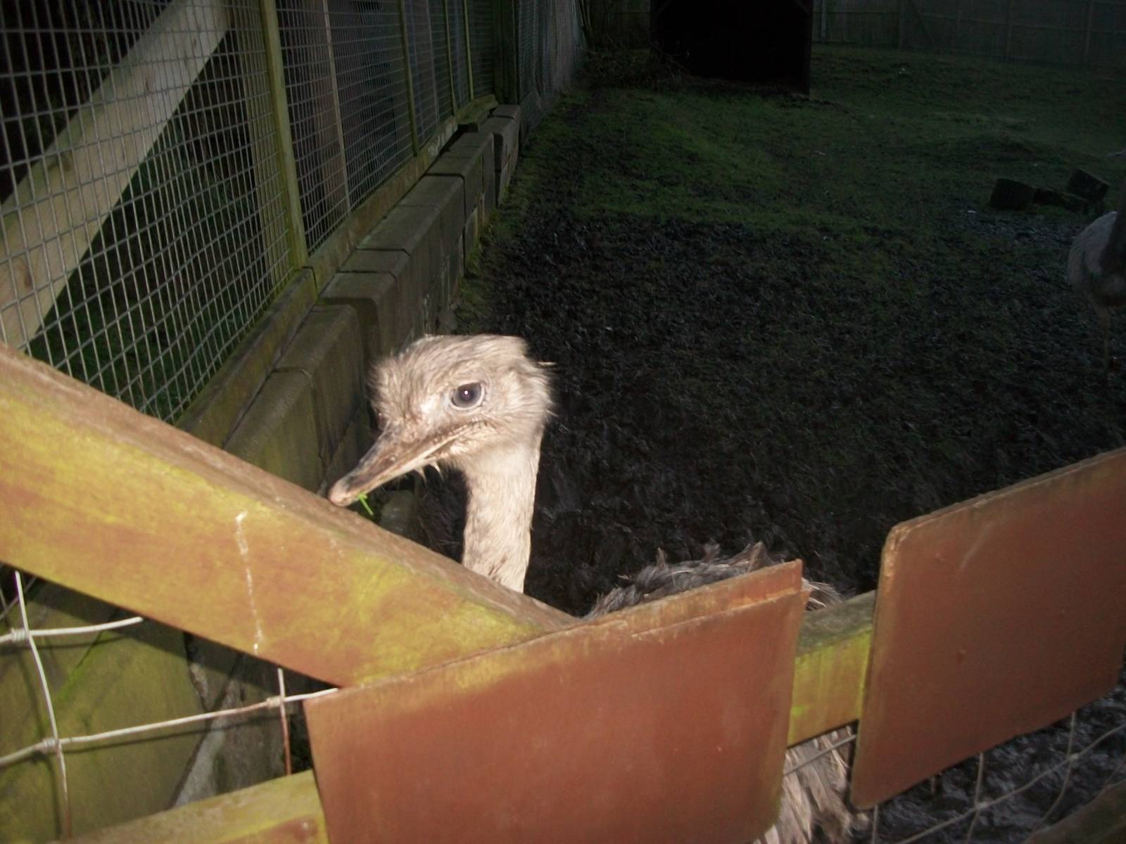 Sewerby Zoo, first photos of the year 1st January 2013