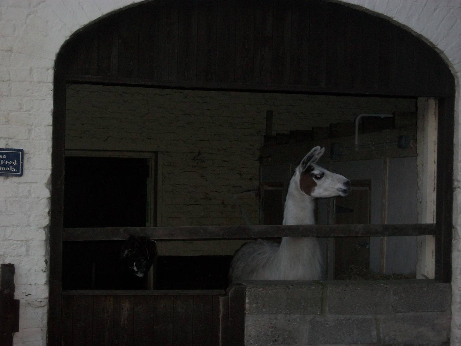 Sewerby Zoo, first photos of the year 1st January 2013