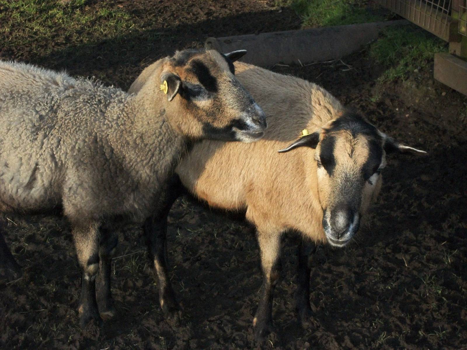 Sewerby Zoo, Florrie and Bramble 16th February 2013