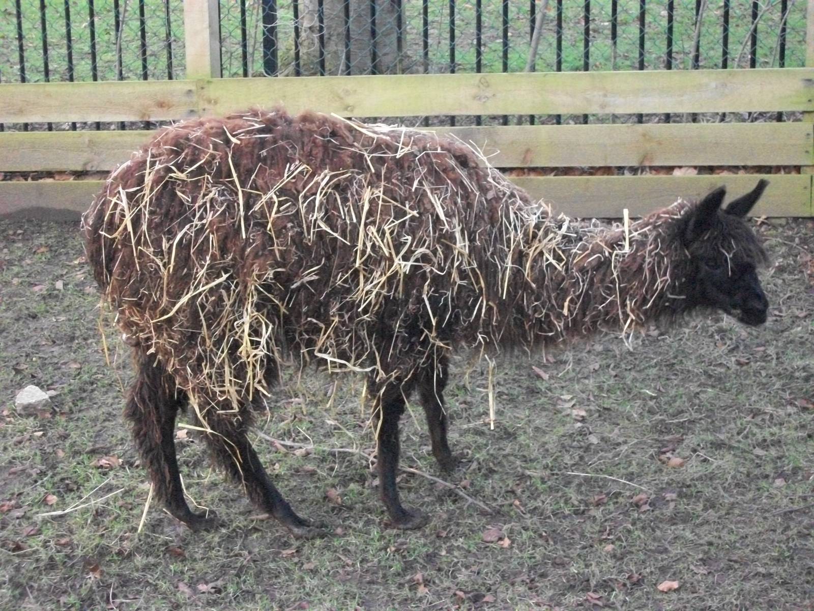 Sewerby Zoo, Fudge 15th February 2013