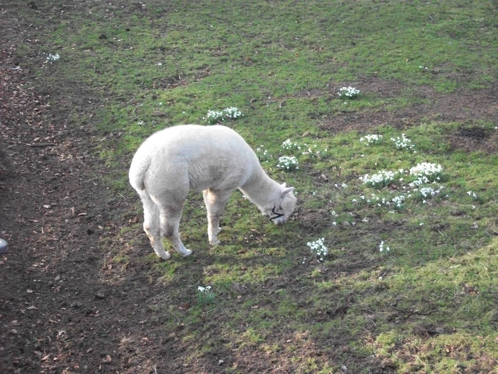 Sewerby Zoo, Gabriella the Alpaca and snowdrops, 25th February 2012