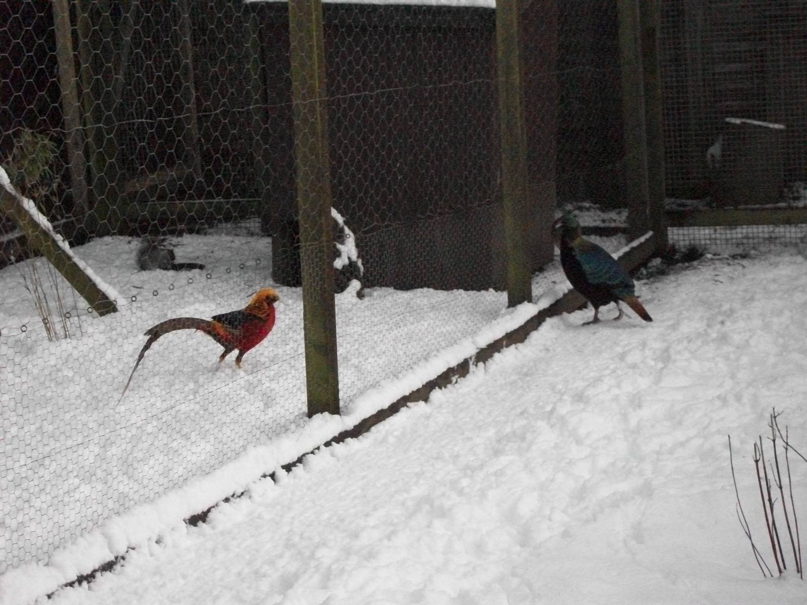 Sewerby Zoo, Golden Pheasant, Himalayan Monal 5th February 2012