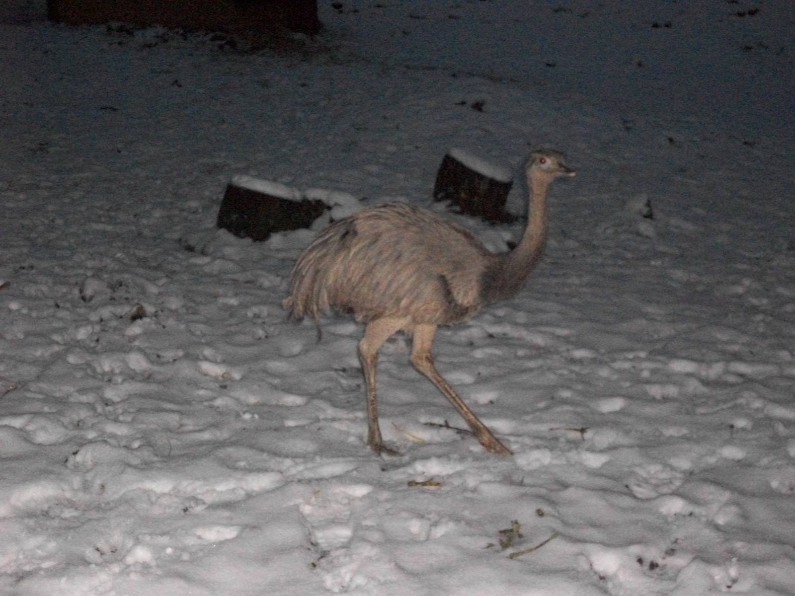 Sewerby Zoo, Greater Rhea 19th January 2013