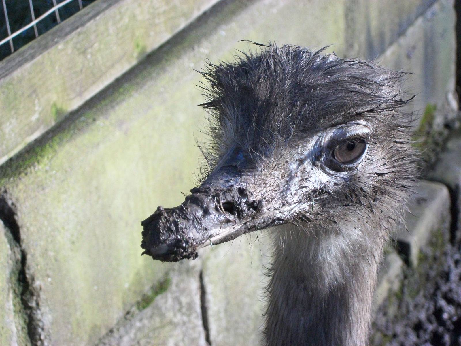 Sewerby Zoo, Greater Rhea 9th February 2013