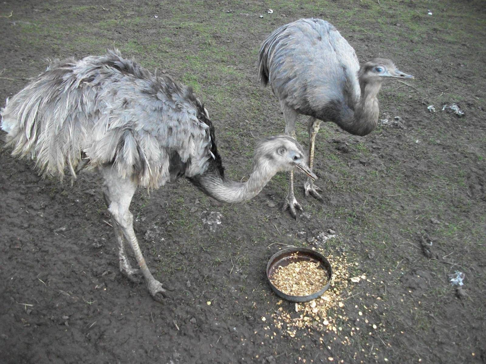 Sewerby Zoo, Greater Rhea feeding time 24th February 2013