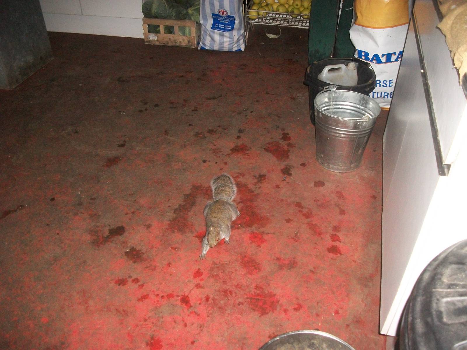 Sewerby Zoo, Grey Squirrel in zoo kitchen 24th November 2012