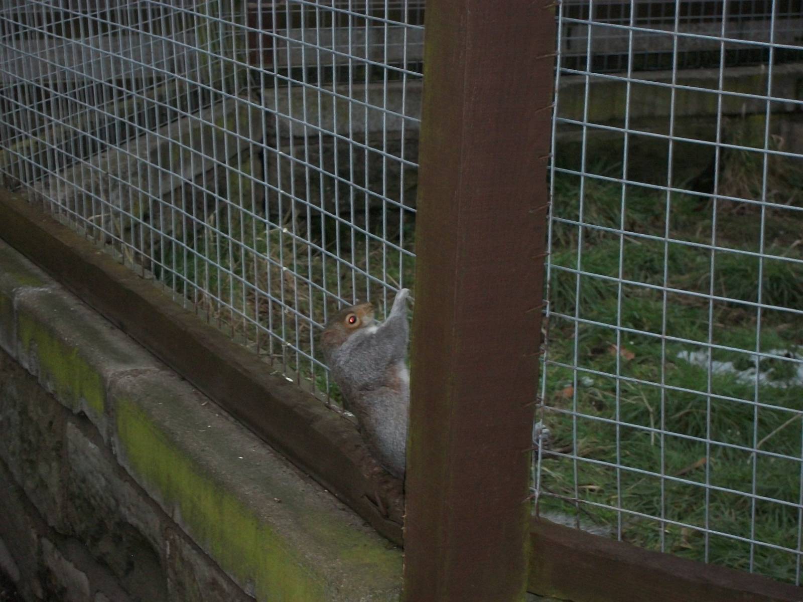 Sewerby Zoo, Grey Squirrel stuck in mesh of Macaw Aviary25th January 2013