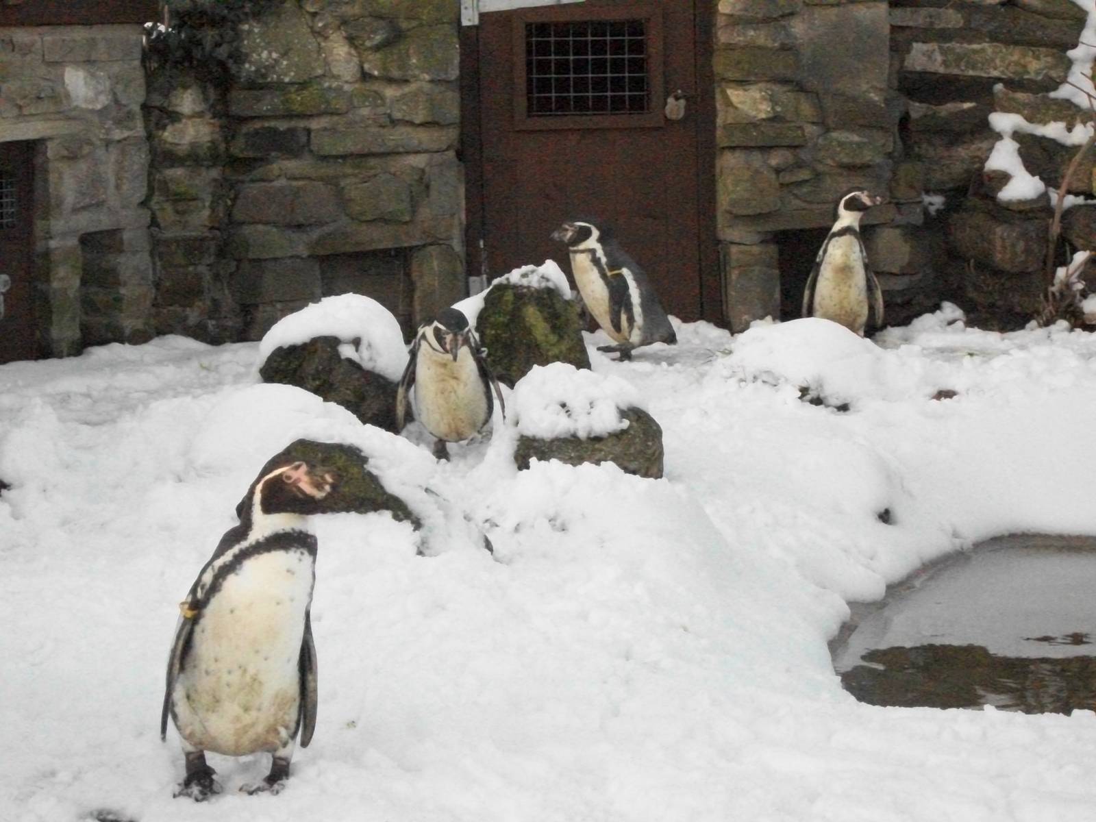 Sewerby Zoo, Humboldt's Penguins, 5th February 2012