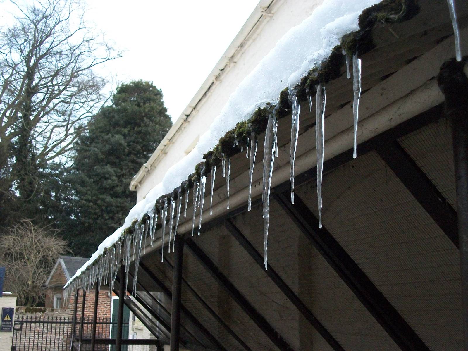 Sewerby Zoo, Icicles 11th February 2012
