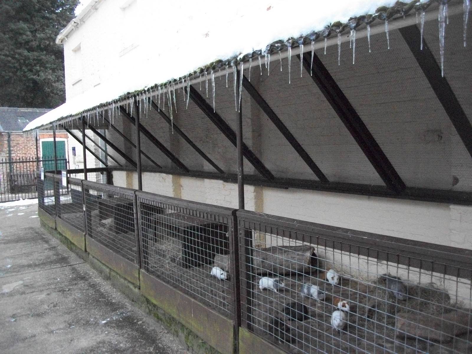 Sewerby Zoo, Icicles and Guinea Pigs 11th February 2012