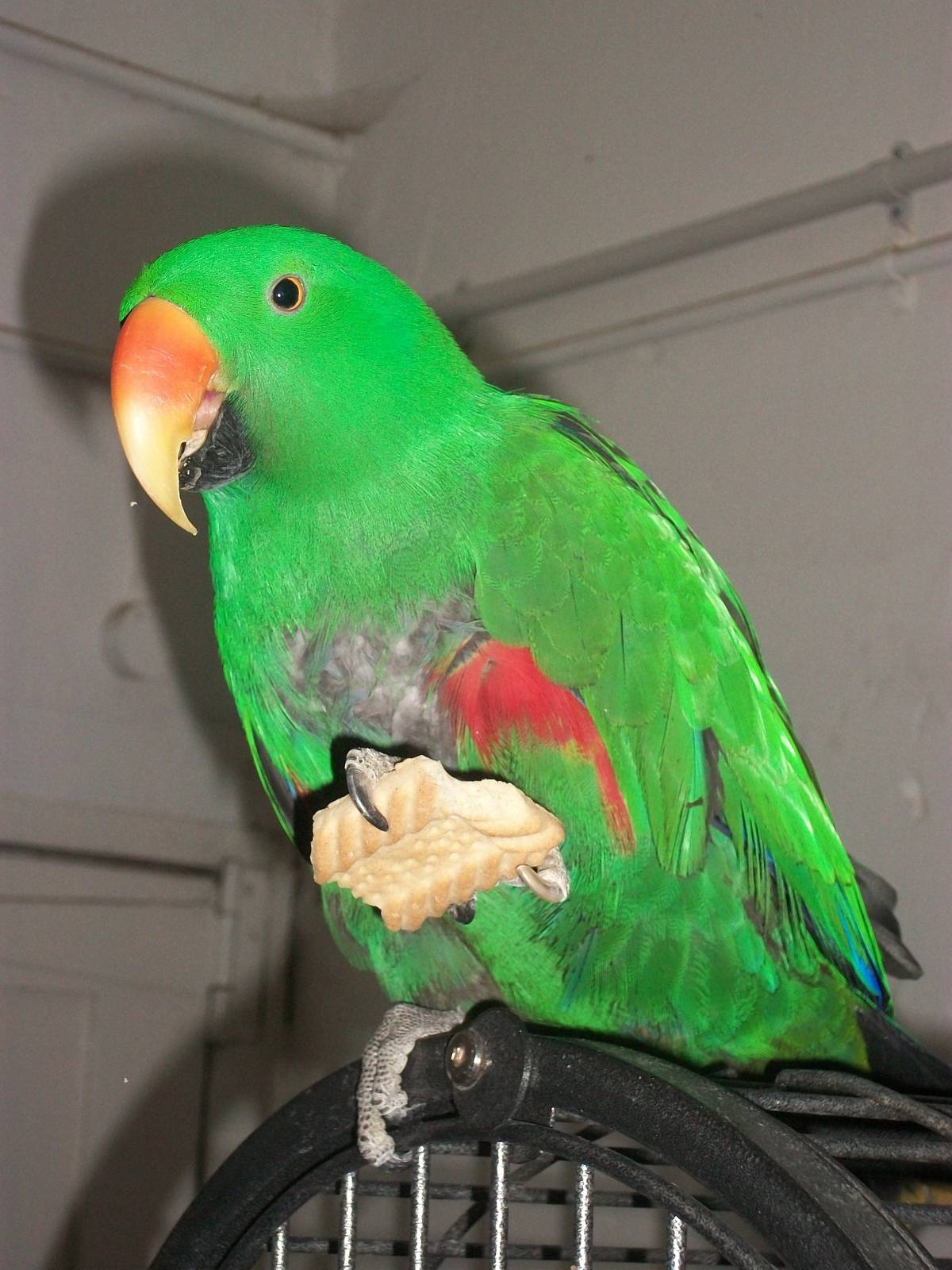 Sewerby Zoo, ideal diet for an Eclectus Parrot? 13th January 2013