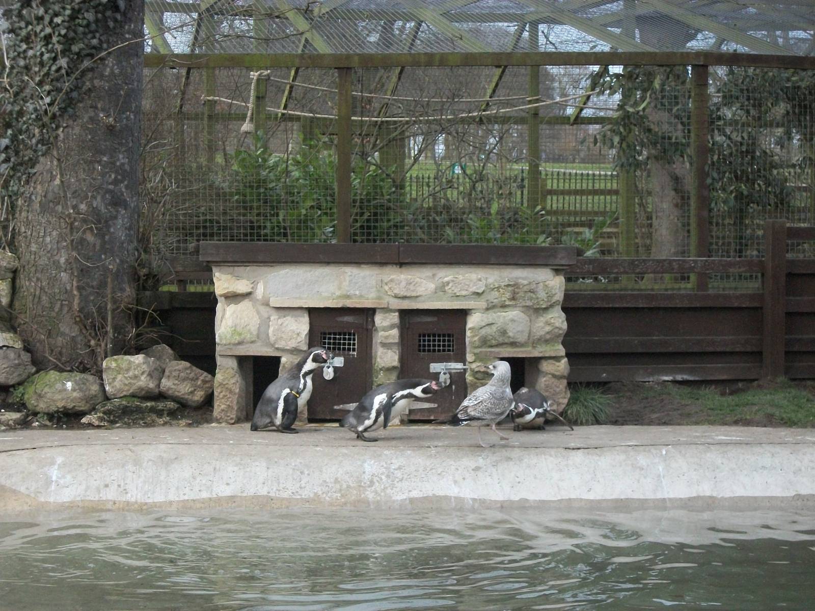 Sewerby Zoo, immature Herring Gull at Penguin feeding 10th March 2013