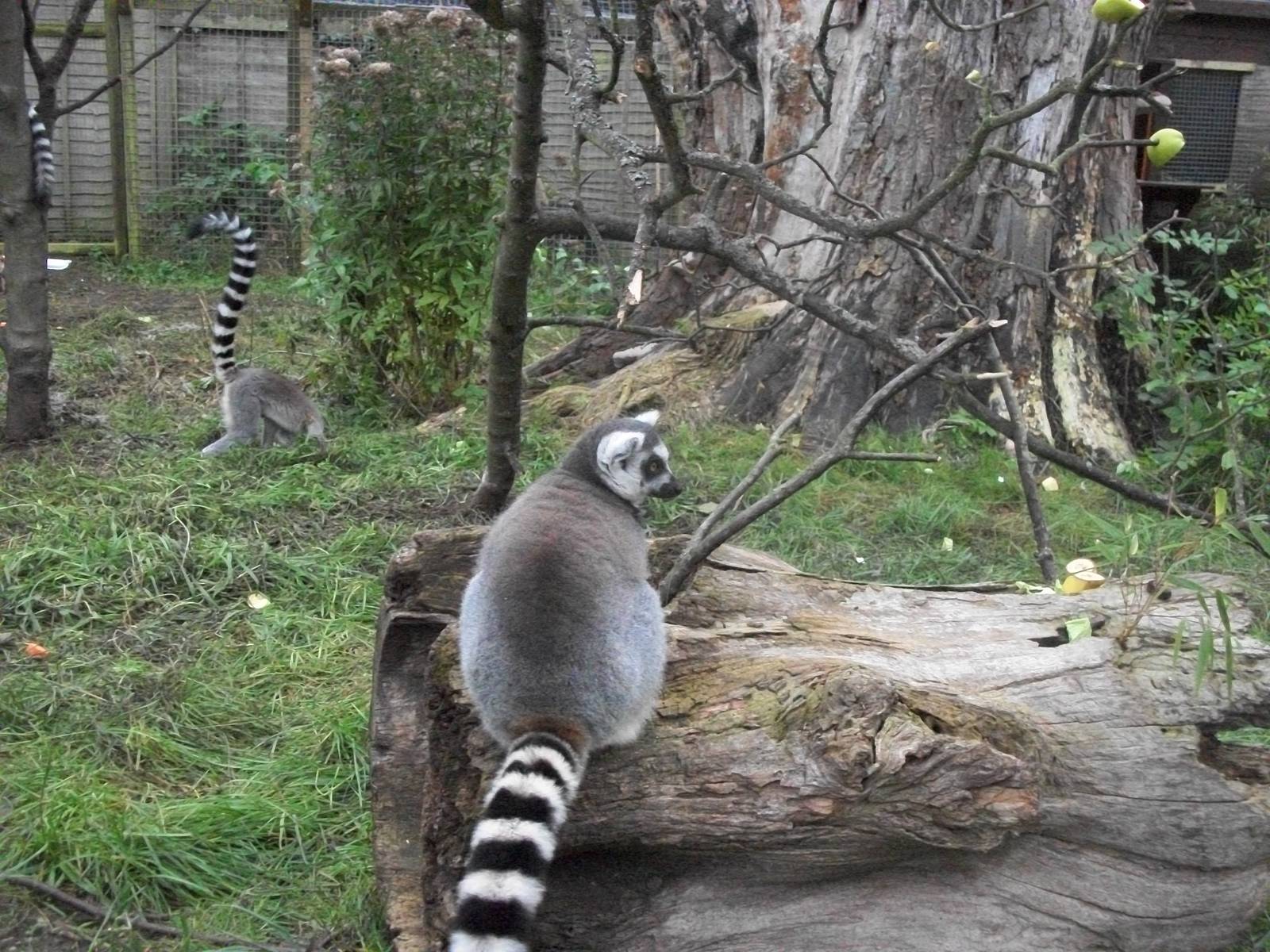 Sewerby Zoo, Lemurs at last. 30th September 2012