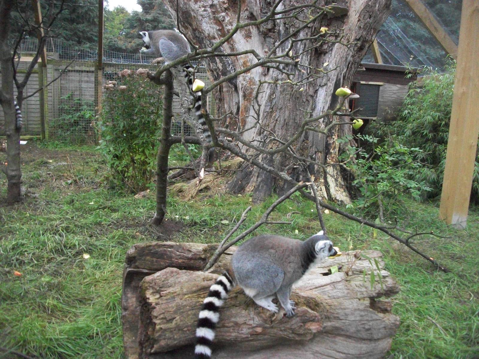 Sewerby Zoo, Lemurs at last. 30th September 2012
