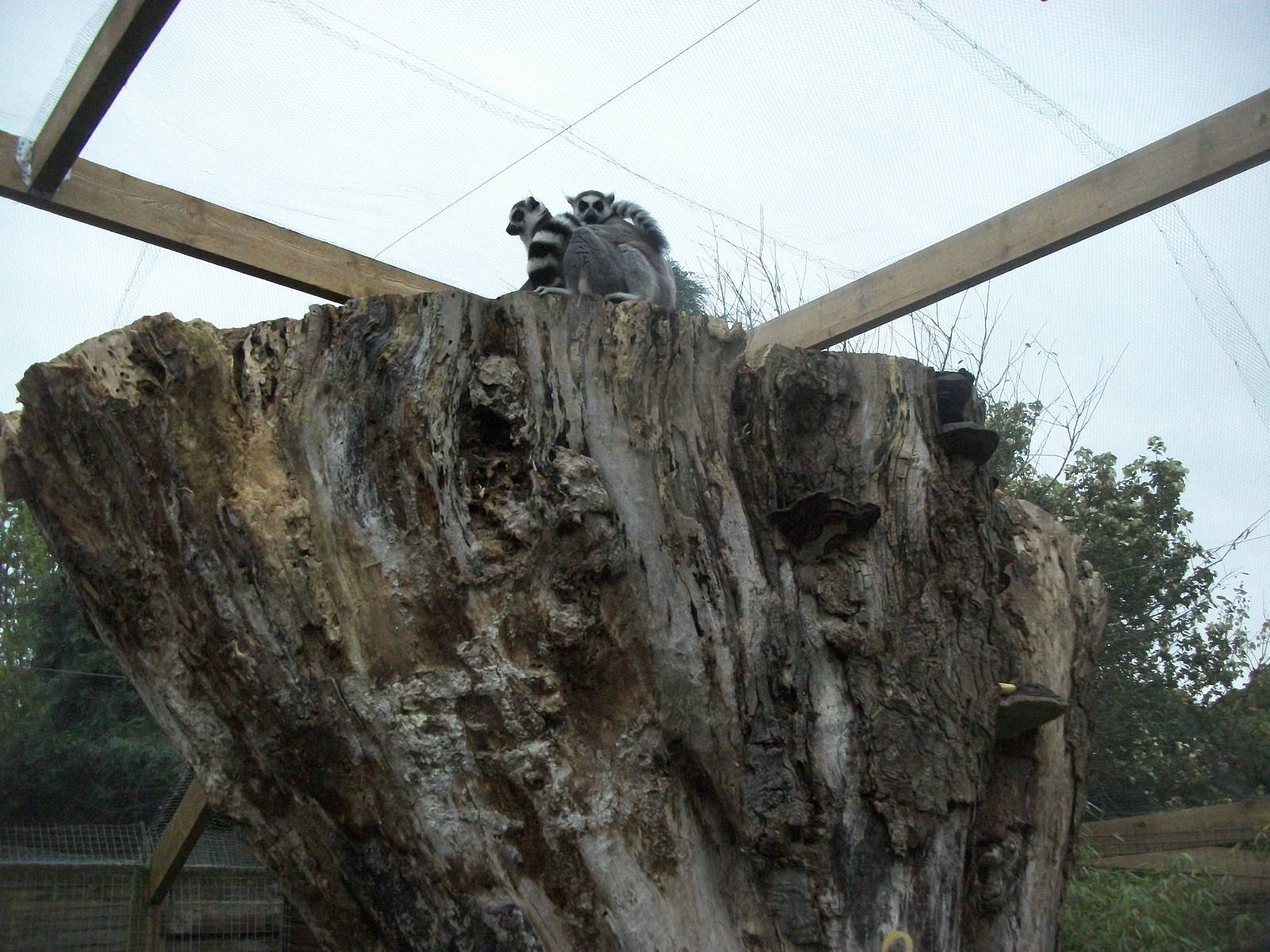 Sewerby Zoo, Lemurs at last. 30th September 2012