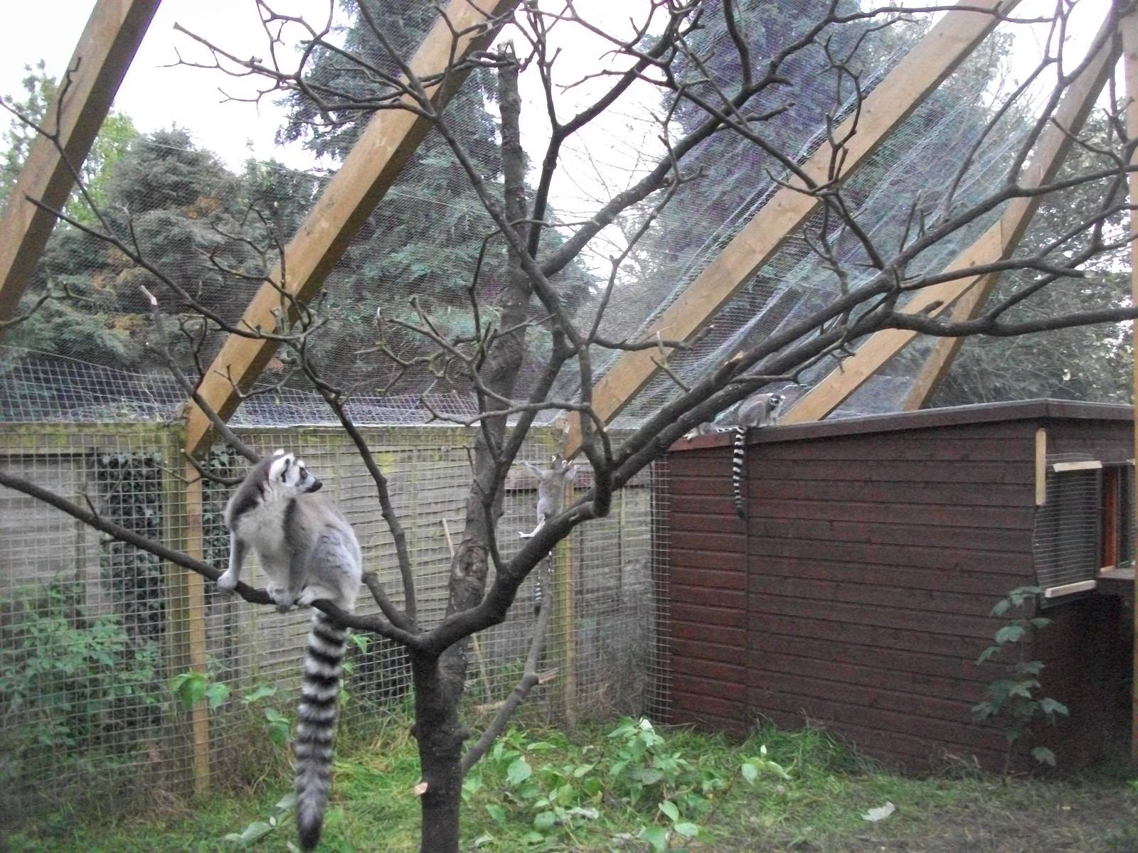 Sewerby Zoo, Lemurs at last. 30th September 2012