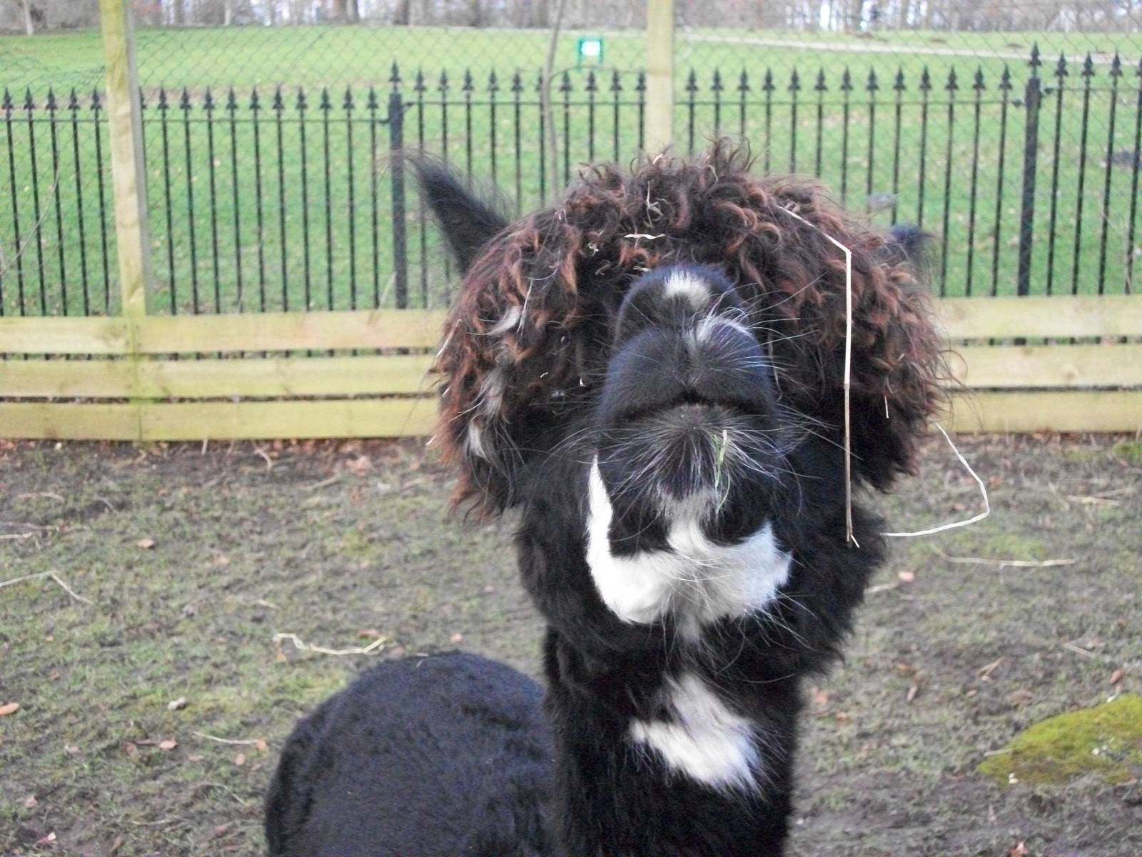 Sewerby Zoo, Madge 15th February 2013