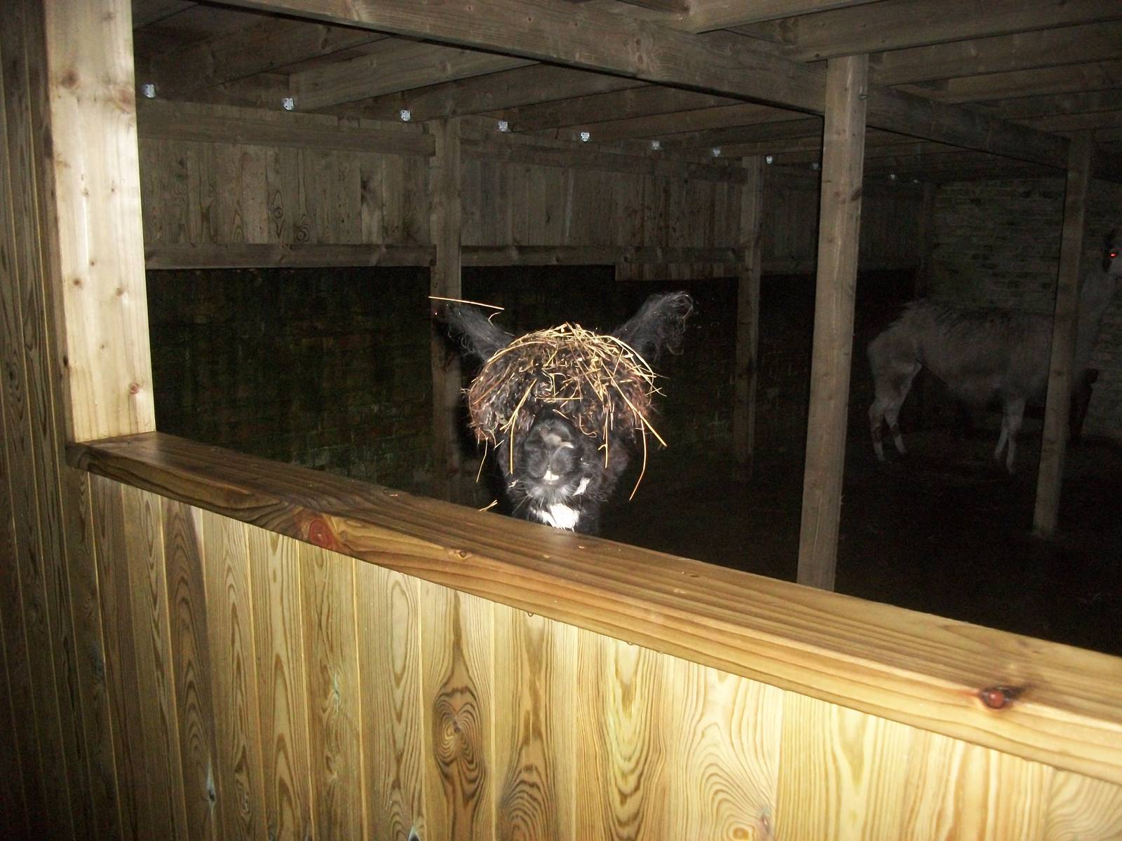 Sewerby Zoo, Madge again 22nd December 2012