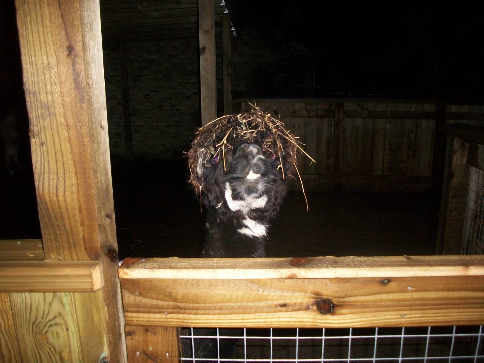 Sewerby Zoo, Madge again 22nd December 2012