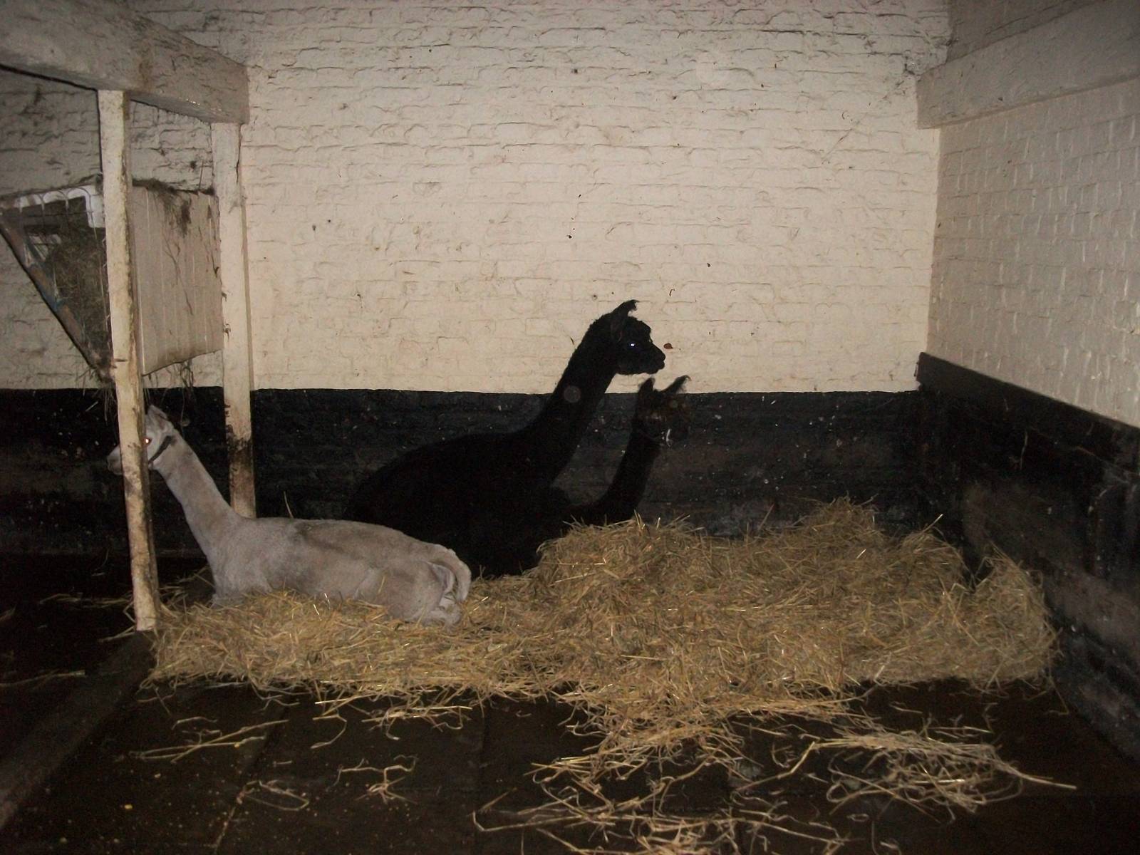 Sewerby Zoo, Madge cheating on Shane 17th November 2012