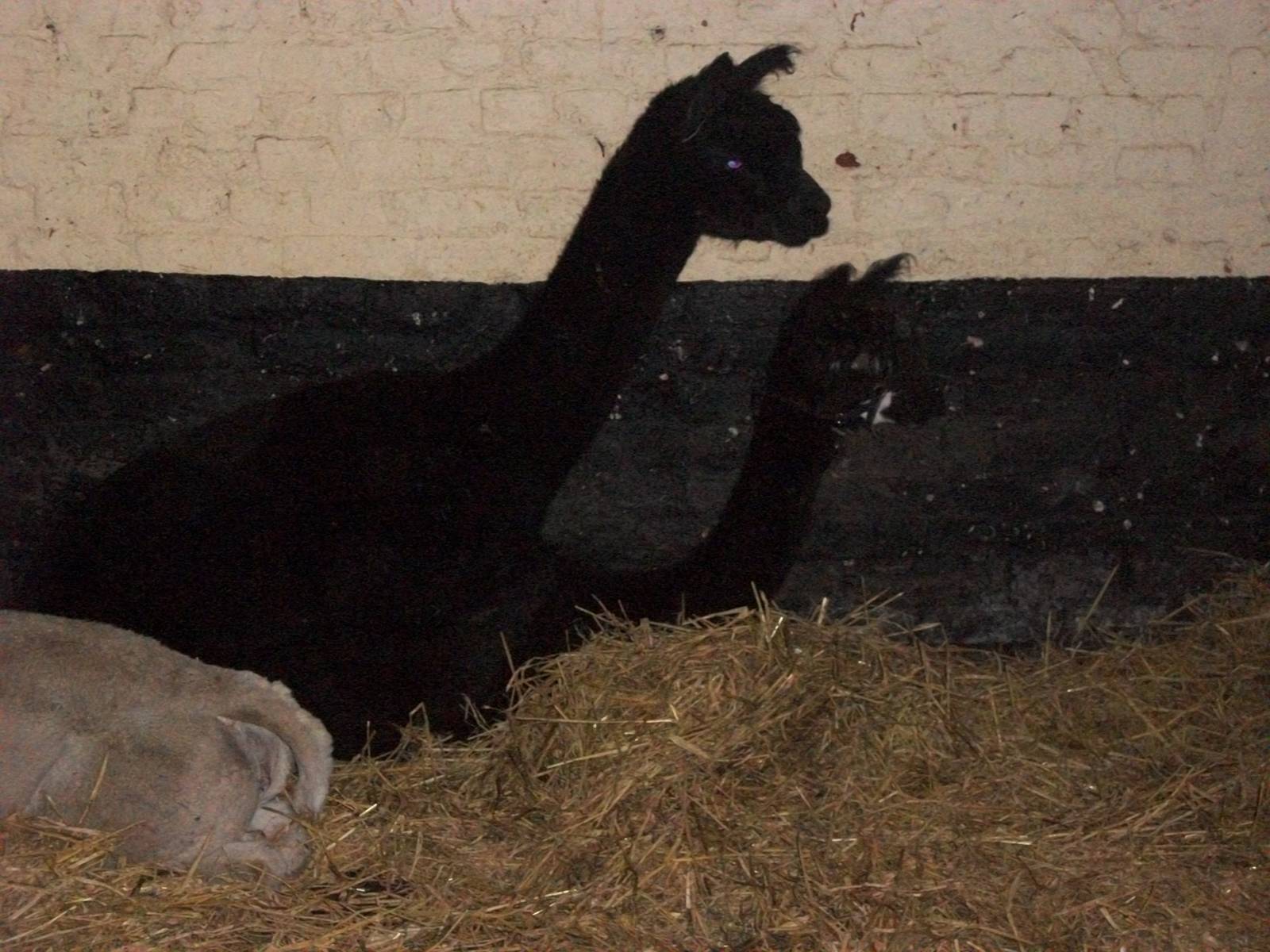 Sewerby Zoo, Madge cheating on Shane 17th November 2012