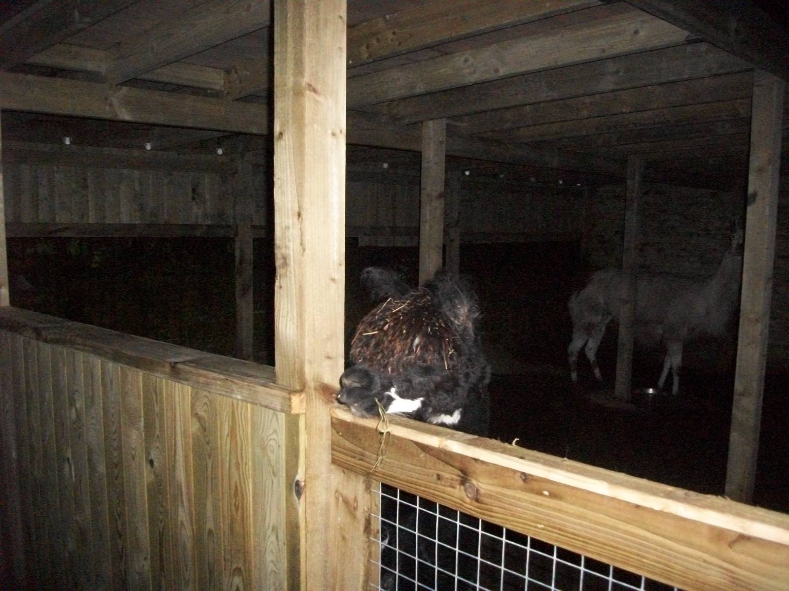 Sewerby Zoo, Madge - looking for Shane? 15th December 2012