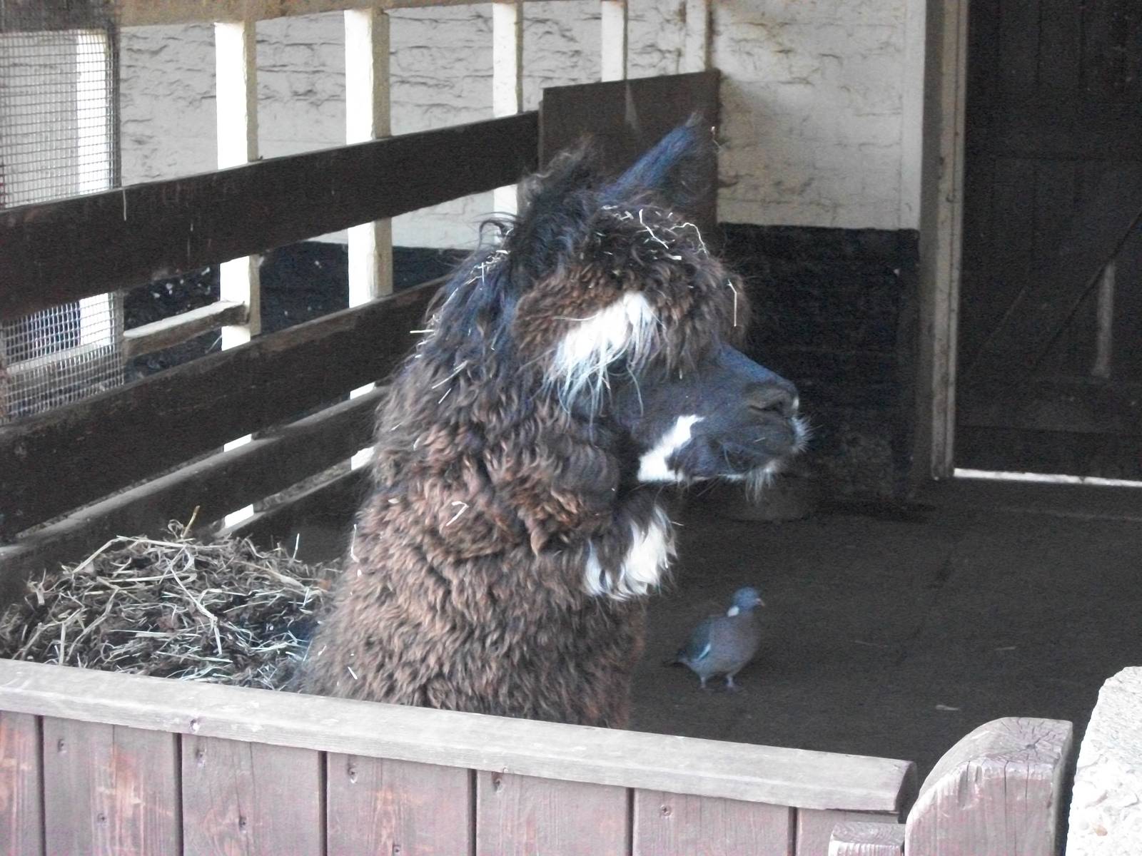 Sewerby Zoo, Madge the newly arrived Alpaca, 19th February 2012