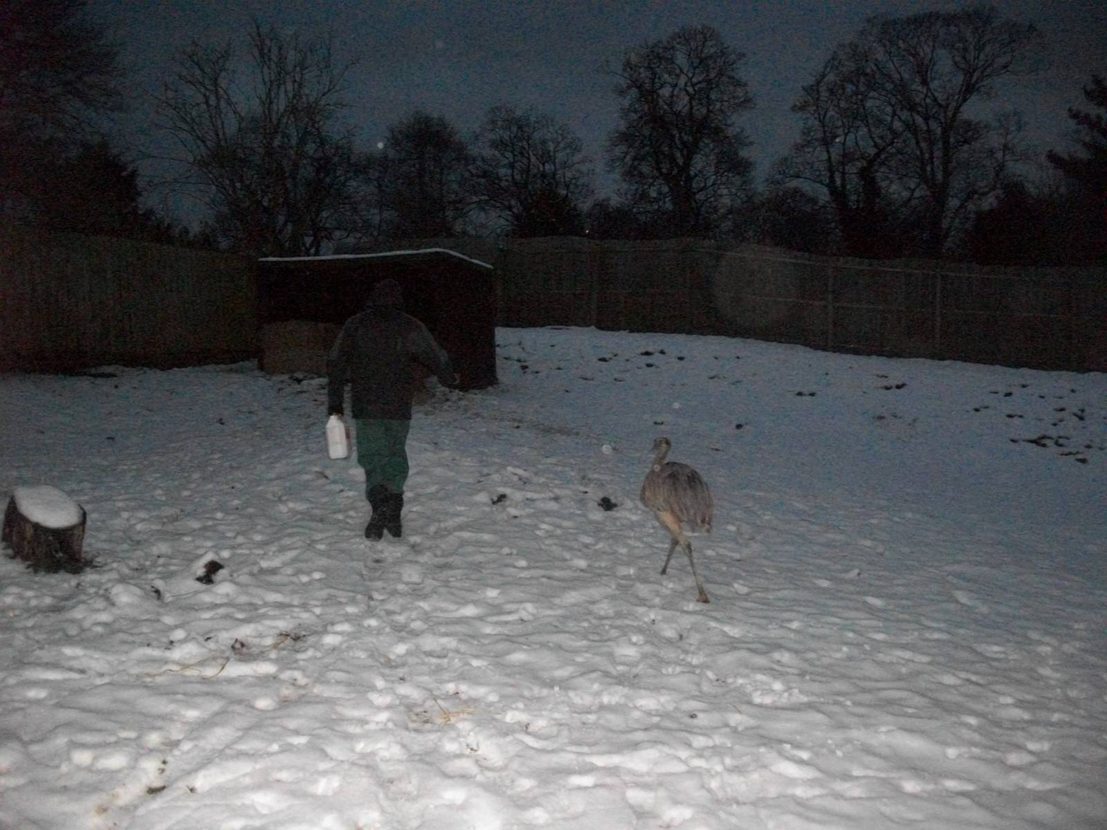 Sewerby Zoo, madgeandshane with a Rhea to the rear  19th January 2013